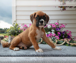 Small Photo #36 Boxer Puppy For Sale in GRABILL, IN, USA