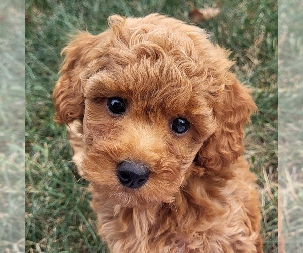 Medium Photo #1 Goldendoodle (Miniature) Puppy For Sale in NARVON, PA, USA