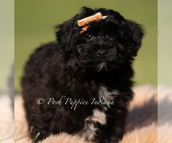 Medium Photo #2 Yorkipoo Puppy For Sale in WARSAW, IN, USA