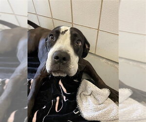 American Pit Bull Terrier-Unknown Mix Dogs for adoption in Corpus Christi, TX, USA