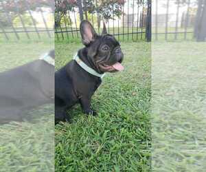 French Bulldog Puppy for sale in TERRELL, TX, USA