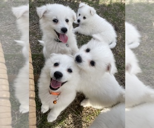 American Eskimo Dog Puppy for sale in PFLUGERVILLE, TX, USA