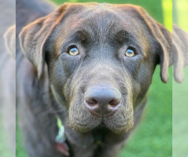 Medium Photo #2 Labrador Retriever Puppy For Sale in San Diego, CA, USA