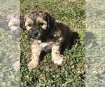 Small Photo #4 Shih-Poo Puppy For Sale in BOWLING GREEN, KY, USA