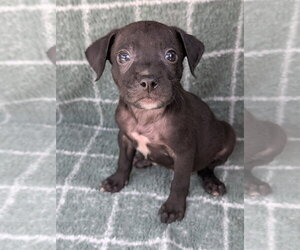 Chihuahua-Unknown Mix Dogs for adoption in Oakhurst, NJ, USA