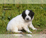 Small #4 Border-Aussie