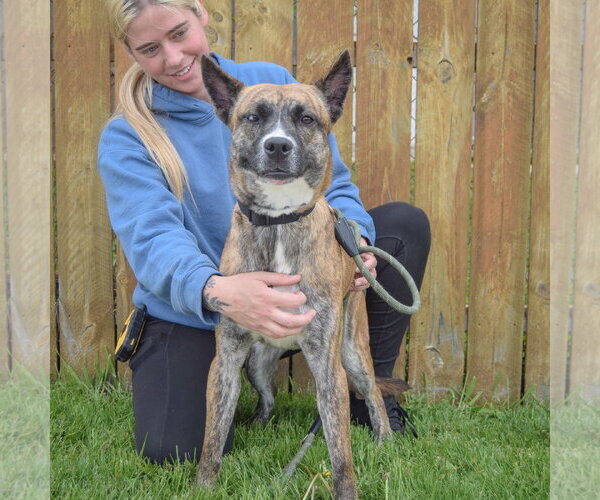 Medium Photo #3 Holland Shepherd-Unknown Mix Puppy For Sale in Huntley, IL, USA