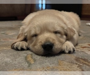 Golden Retriever Puppy for sale in SYLVANIA, GA, USA