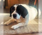 Small Photo #1 Beagle Puppy For Sale in Fargo, ND, USA