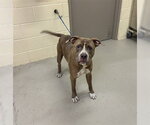 Small American Bulldog Mix