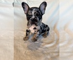 Puppy 2 French Bulldog