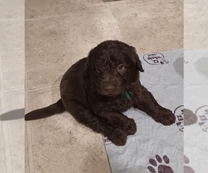 Double Doodle Puppy for sale in JEFFERSONTOWN, KY, USA