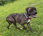 Small #4 American Pit Bull Terrier Mix