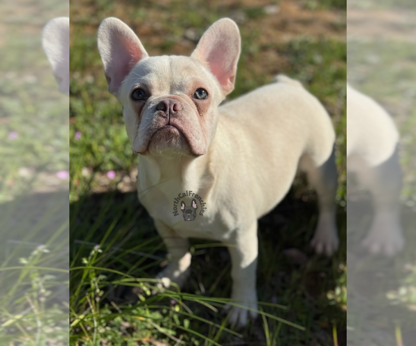 Medium Photo #4 French Bulldog Puppy For Sale in SACRAMENTO, CA, USA