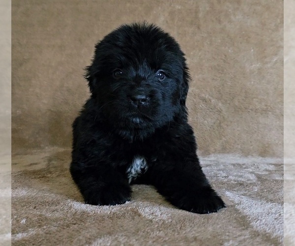 Medium Photo #29 Newfoundland Puppy For Sale in CAMBRIDGE, NE, USA