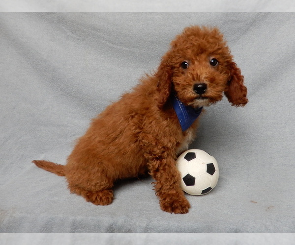 Medium Photo #7 Goldendoodle (Miniature) Puppy For Sale in MILLERSBURG, OH, USA
