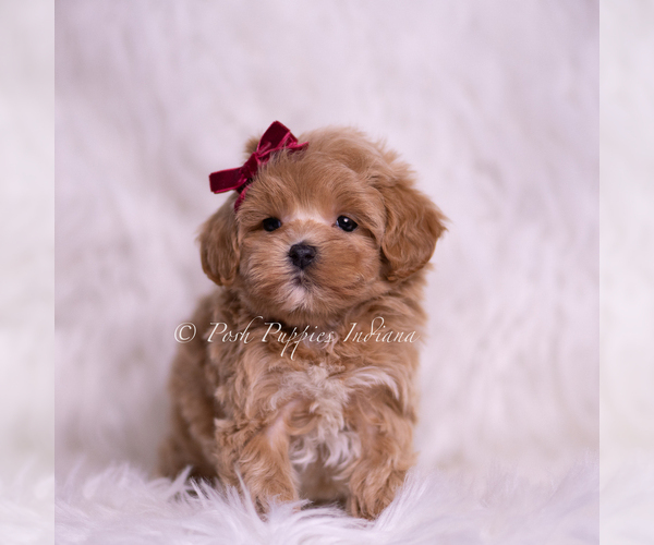 Medium Photo #61 Maltipoo (Miniature) Puppy For Sale in WARSAW, IN, USA