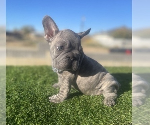 Medium Photo #10 French Bulldog Puppy For Sale in DAYTON, OH, USA