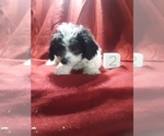 Puppy 3 Poo-Ton