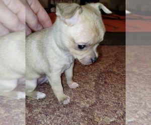 Chihuahua Puppy for sale in BIDWELL, OH, USA