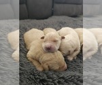 Small #5 Golden Retriever