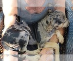 Small Photo #2 Catahoula Bulldog Puppy For Sale in MIAMI BEACH, FL, USA