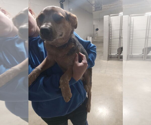 Medium Photo #2 Mutt Puppy For Sale in Pierceton , IN, USA