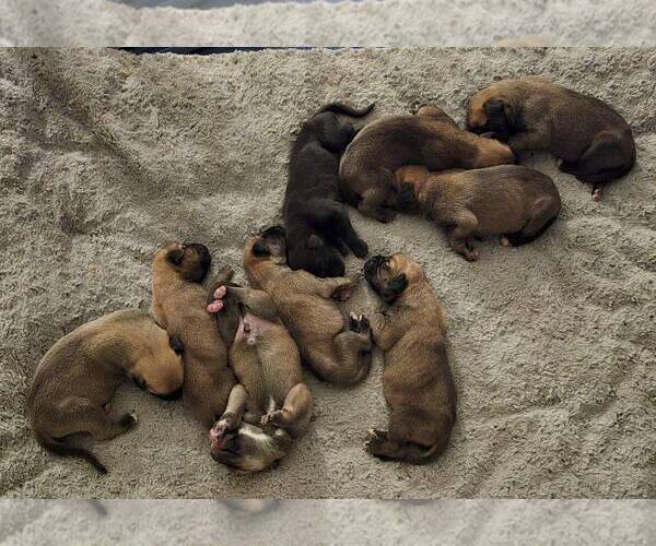 Medium Photo #1 Mastiff Puppy For Sale in Edmond, OK, USA