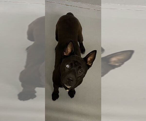 Medium Photo #3 Siberian Husky-Unknown Mix Puppy For Sale in Lawrenceville, NJ, USA