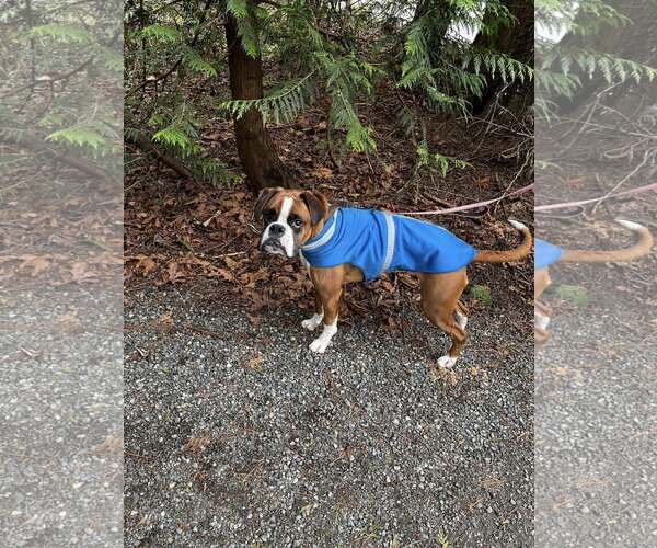 Medium Photo #4 Boxer Puppy For Sale in Stanwood, WA, USA