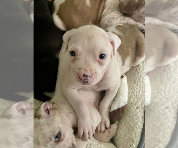 Medium Photo #7 American Staffordshire Terrier-Unknown Mix Puppy For Sale in Brewster, NY, USA