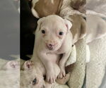 Small #6 American Staffordshire Terrier Mix