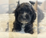Small Photo #4 Cavachon Puppy For Sale in OAK LAWN, IL, USA