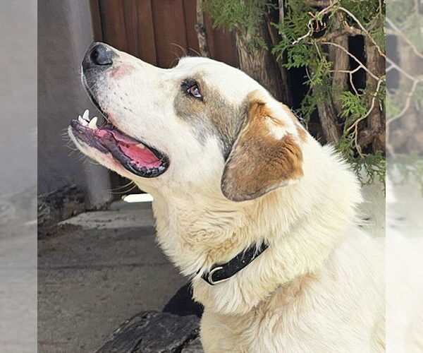 Medium Photo #1 Saint Pyrenees Puppy For Sale in Albuquerque, NM, USA