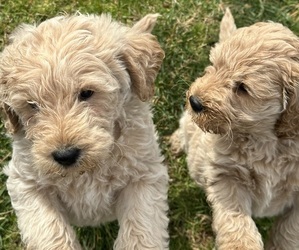 Miniature Labradoodle Litter for sale in GAFFNEY, SC, USA