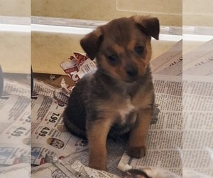 Chiranian Puppy for sale in SPOTSYLVANIA, VA, USA