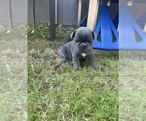 French Bulldog Puppy for sale in PACIFIC, WA, USA