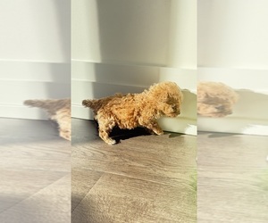 Poodle (Toy) Puppy for sale in ALEXANDRIA, VA, USA