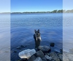 Small #5 German Shepherd Dog