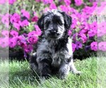Maddie - Female Labradoodle mix (+ Poodle Standard) Puppy for Sale - Photo #2