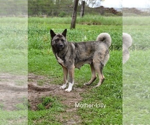 Mother of the Akita puppies born on 03/10/2025