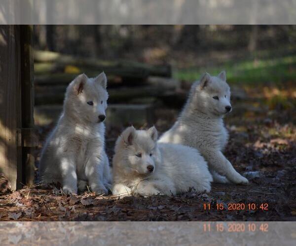Medium Photo #5 Siberian Husky Puppy For Sale in DINWIDDIE, VA, USA