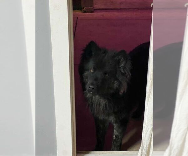Medium Photo #5 Chow Chow-Dutch Shepherd  Mix Puppy For Sale in Visalia, CA, USA