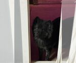 Small #4 Chow Chow-Dutch Shepherd  Mix