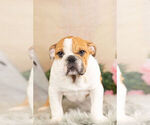Small Photo #10 English Bulldog Puppy For Sale in WARSAW, IN, USA