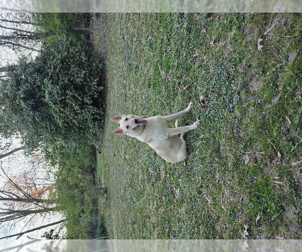 Medium Photo #6 - Mix Puppy For Sale in Winston Salem, NC, USA