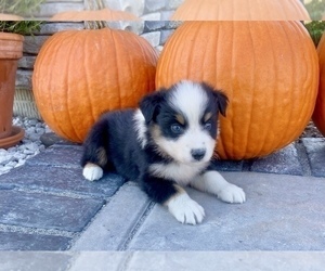 Australian Shepherd Puppy for sale in LODA, IL, USA