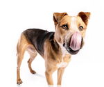 Small #14 American Staffordshire Terrier Mix