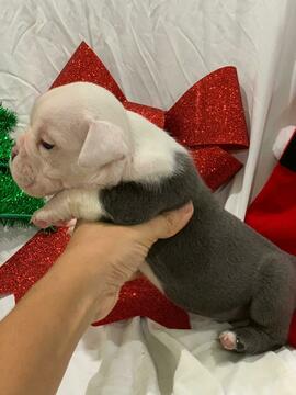 Medium Photo #1 English Bulldog Puppy For Sale in DANIA BEACH, FL, USA