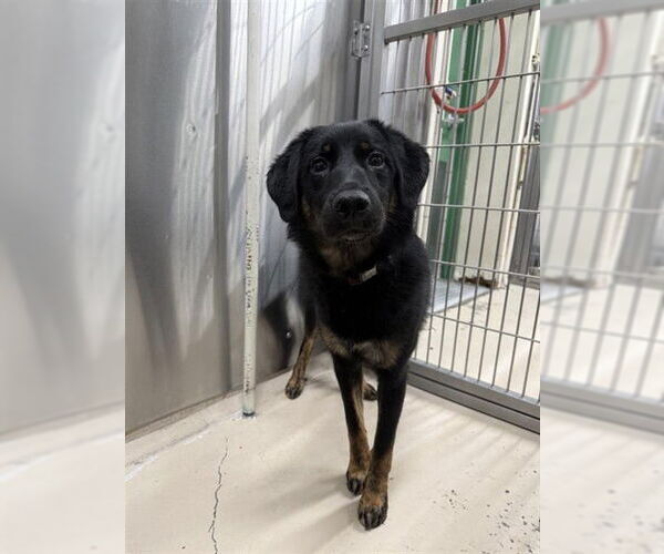 Medium Photo #1 Australian Shepherd-Unknown Mix Puppy For Sale in Fairbanks, AK, USA